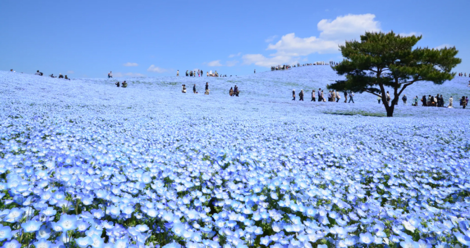 Cánh đồng hoa xanh Hitashi - Điểm du lịch "thần tiên" ở Nhật Bản - 2