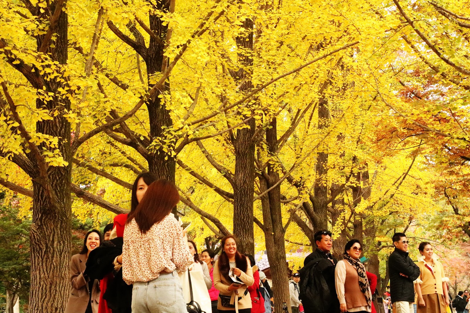 Đến Hàn Quốc ngắm mùa lá vàng đẹp khó cưỡng - 3