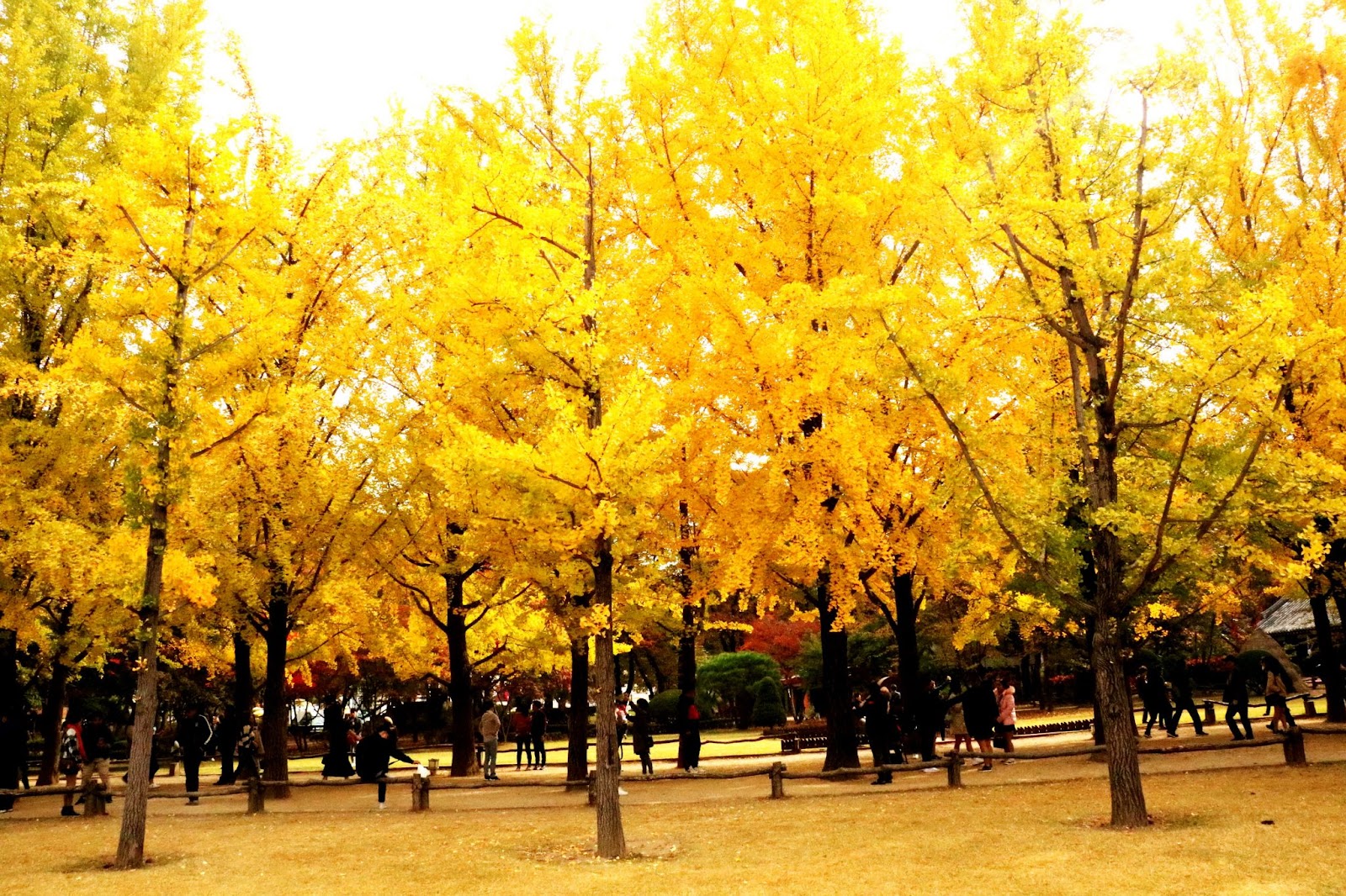 Đến Hàn Quốc ngắm mùa lá vàng đẹp khó cưỡng - 6