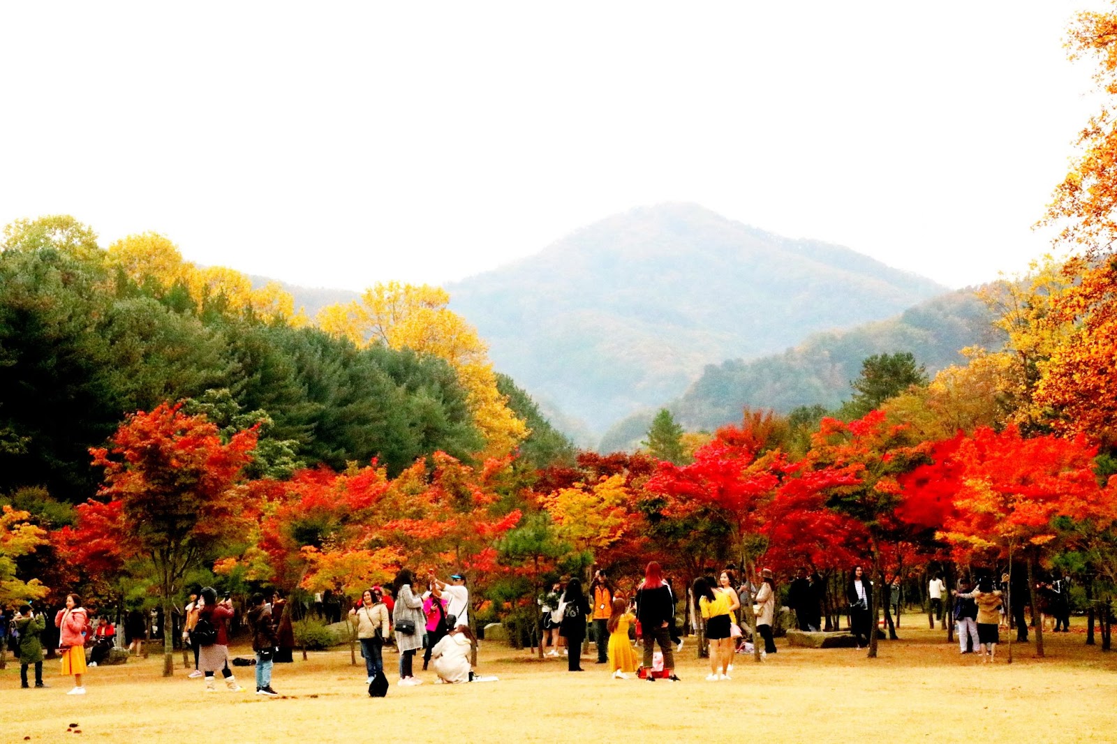 Đến Hàn Quốc ngắm mùa lá vàng đẹp khó cưỡng - 8