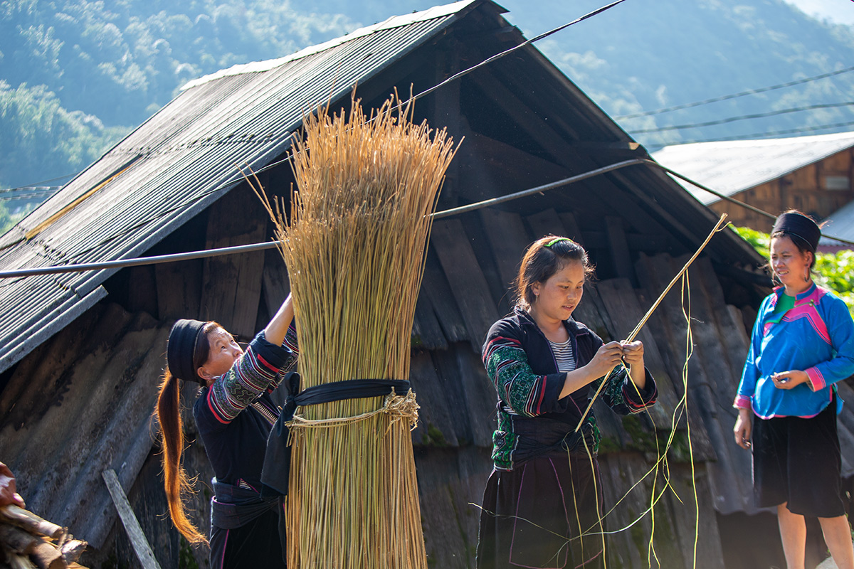 Người Mông Sa Pa vào mùa thu hoạch cây lanh, dệt vải - 3