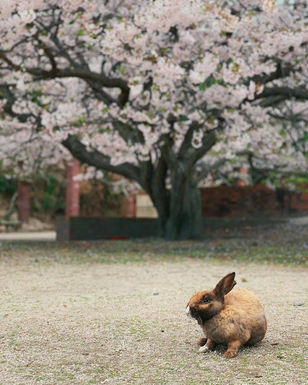 Dễ thương chịu không nổi với đảo thỏ ở Nhật Bản - 14