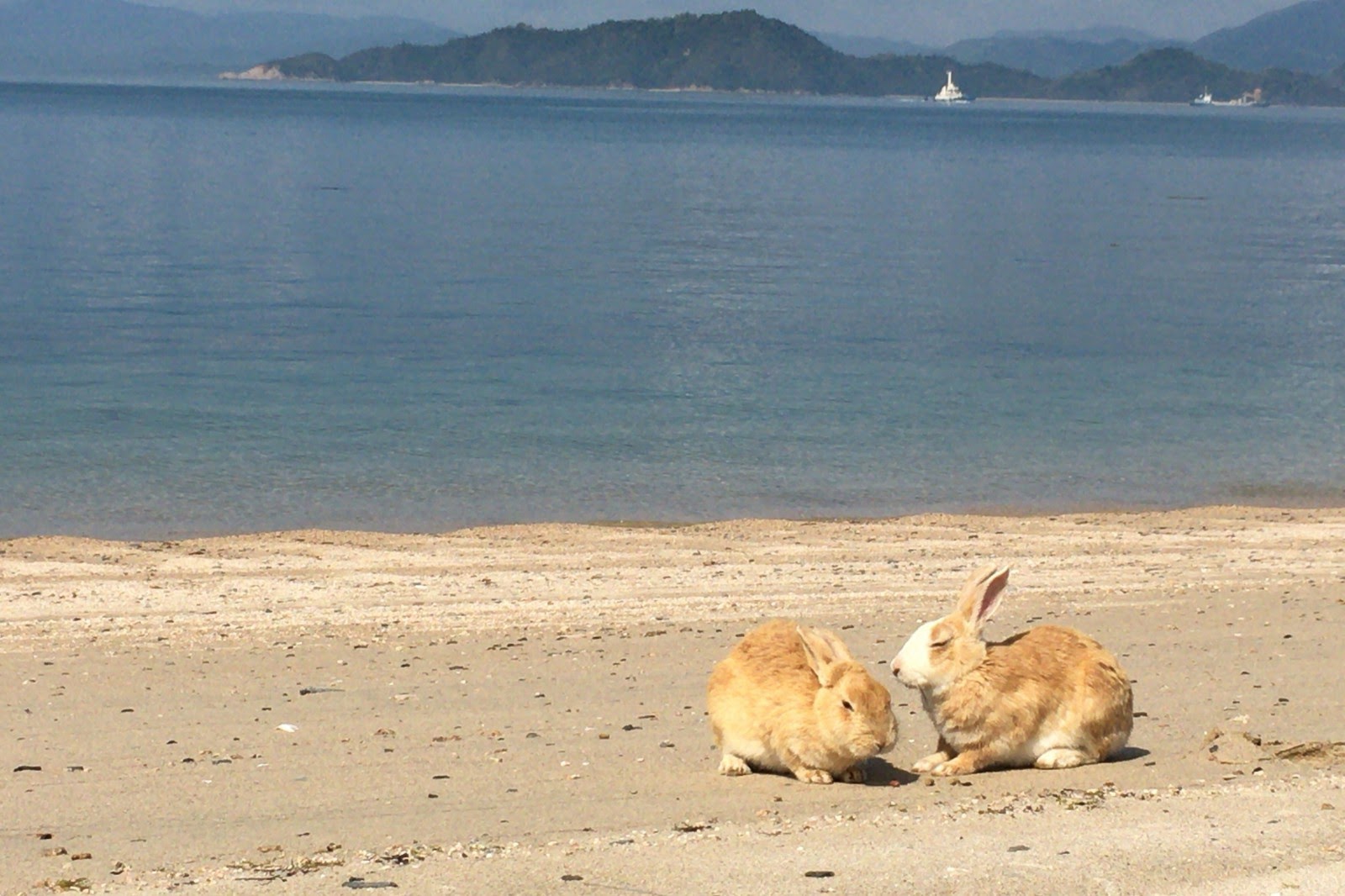 Dễ thương chịu không nổi với đảo thỏ ở Nhật Bản - 4