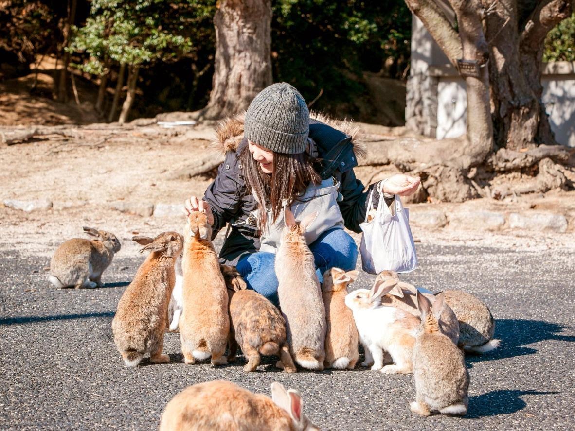 Dễ thương chịu không nổi với đảo thỏ ở Nhật Bản - 7