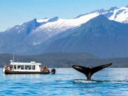 Suy ngẫm - Vắng du khách, cá voi Alaska hạnh phúc hơn bao giờ hết