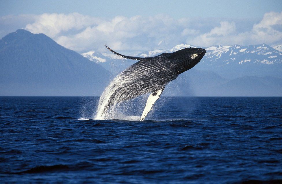 Vắng du khách, cá voi Alaska hạnh phúc hơn bao giờ hết - 1