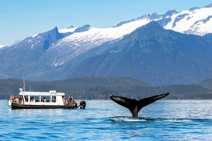 Vắng du khách, cá voi Alaska hạnh phúc hơn bao giờ hết - 4