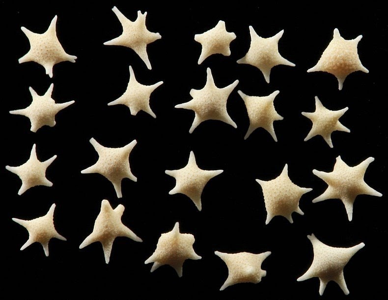 Bãi biển Nhật Bản có hạt cát hình ngôi sao trắng đẹp như truyện cổ tích - 3