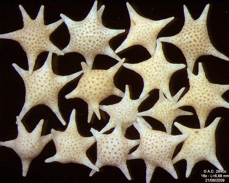 Bãi biển Nhật Bản có hạt cát hình ngôi sao trắng đẹp như truyện cổ tích - 4
