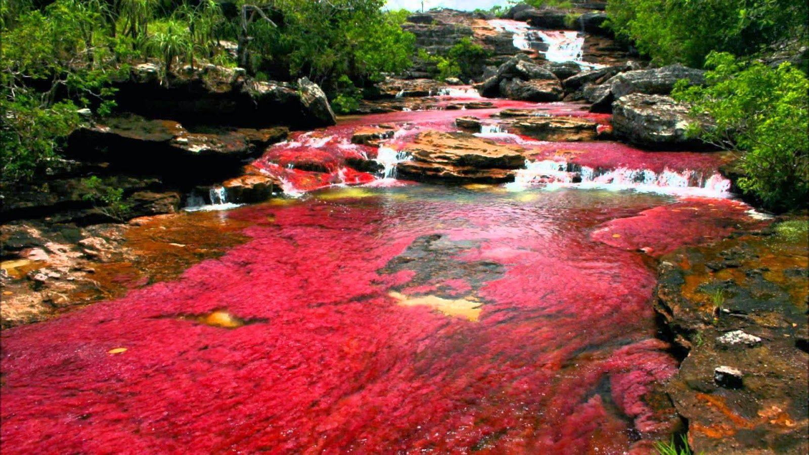 Dòng sông ngũ sắc tuyệt đẹp như tranh vẽ trong vườn quốc gia Colombia - 1