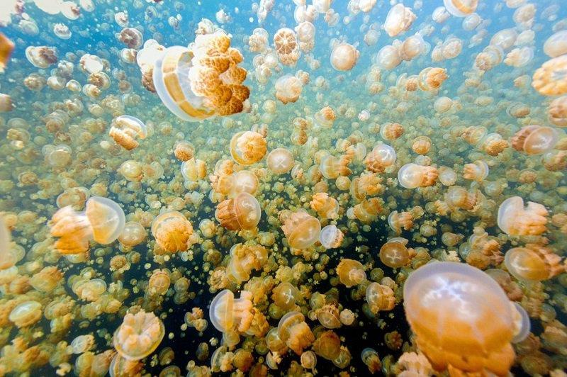 Bí ẩn hồ nước có hàng triệu con sứa nhưng khách du lịch vẫn bơi lội tung tăng - 1