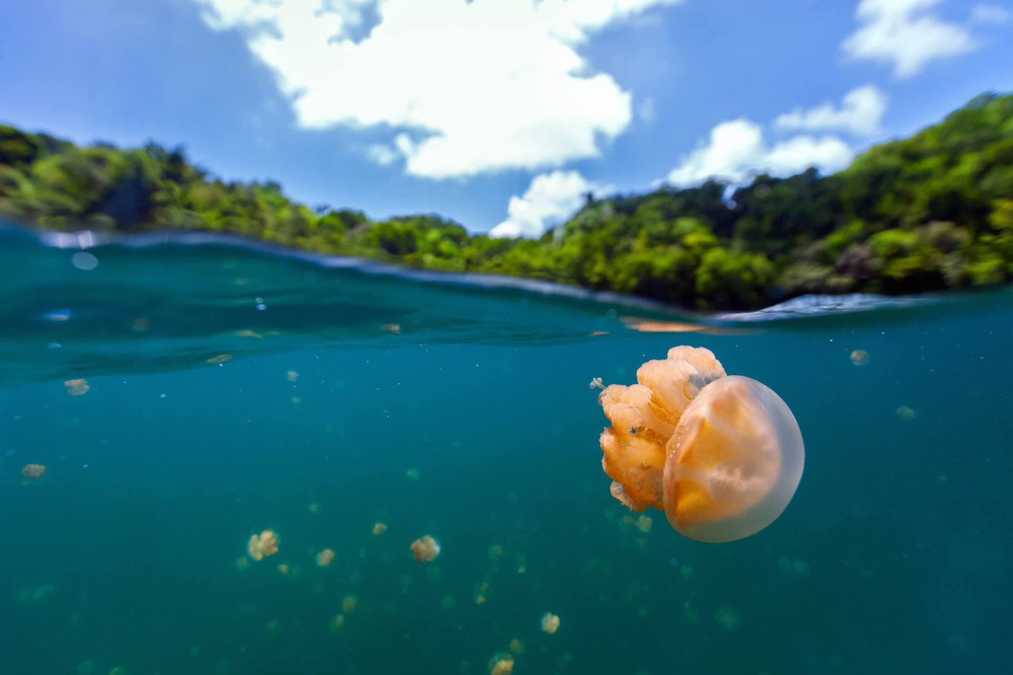 Bí ẩn hồ nước có hàng triệu con sứa nhưng khách du lịch vẫn bơi lội tung tăng - 4