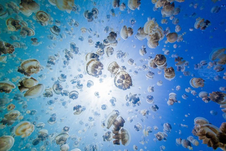 Bí ẩn hồ nước có hàng triệu con sứa nhưng khách du lịch vẫn bơi lội tung tăng - 5