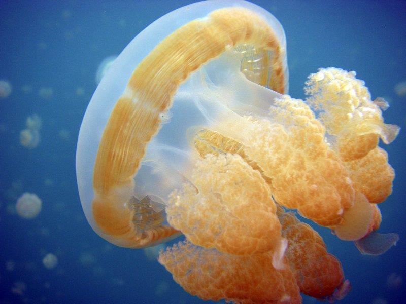 Bí ẩn hồ nước có hàng triệu con sứa nhưng khách du lịch vẫn bơi lội tung tăng - 6