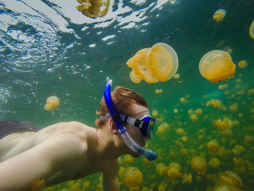Bí ẩn hồ nước có hàng triệu con sứa nhưng khách du lịch vẫn bơi lội tung tăng - 7