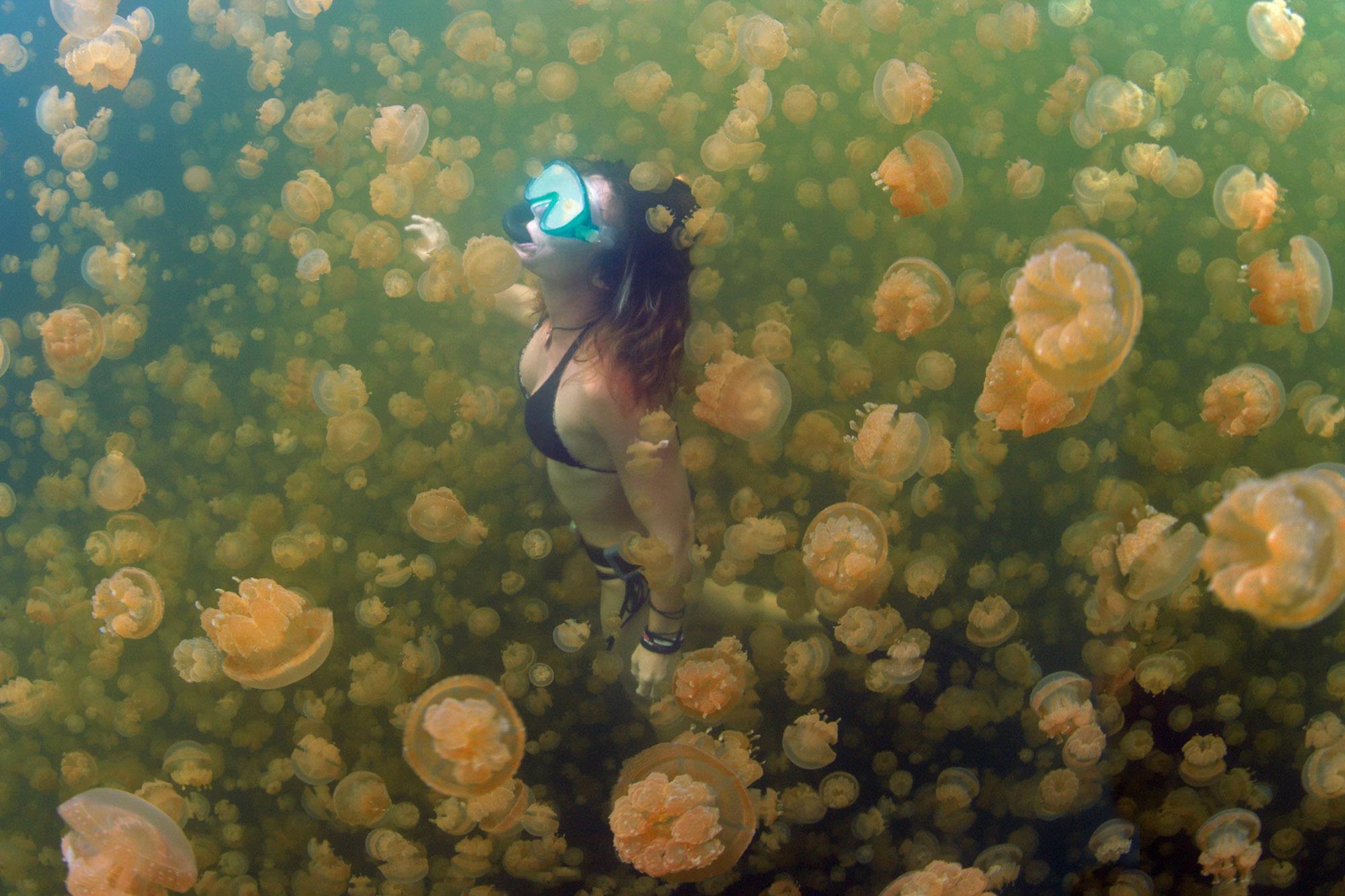 Bí ẩn hồ nước có hàng triệu con sứa nhưng khách du lịch vẫn bơi lội tung tăng - 8