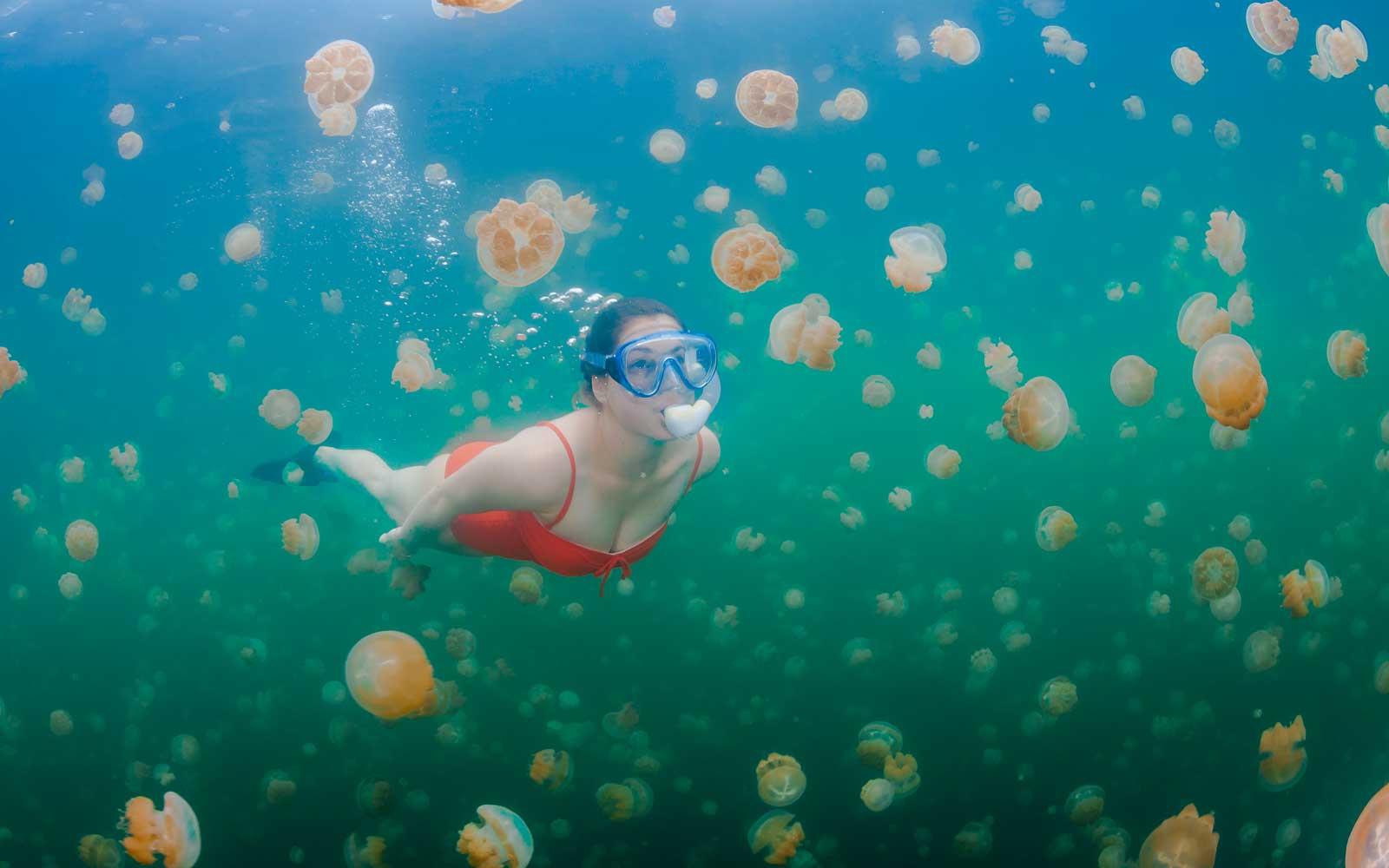 Bí ẩn hồ nước có hàng triệu con sứa nhưng khách du lịch vẫn bơi lội tung tăng - 9