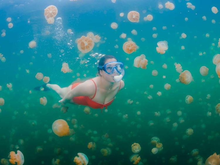 Bí ẩn hồ nước có hàng triệu con sứa nhưng khách du lịch vẫn bơi lội tung tăng