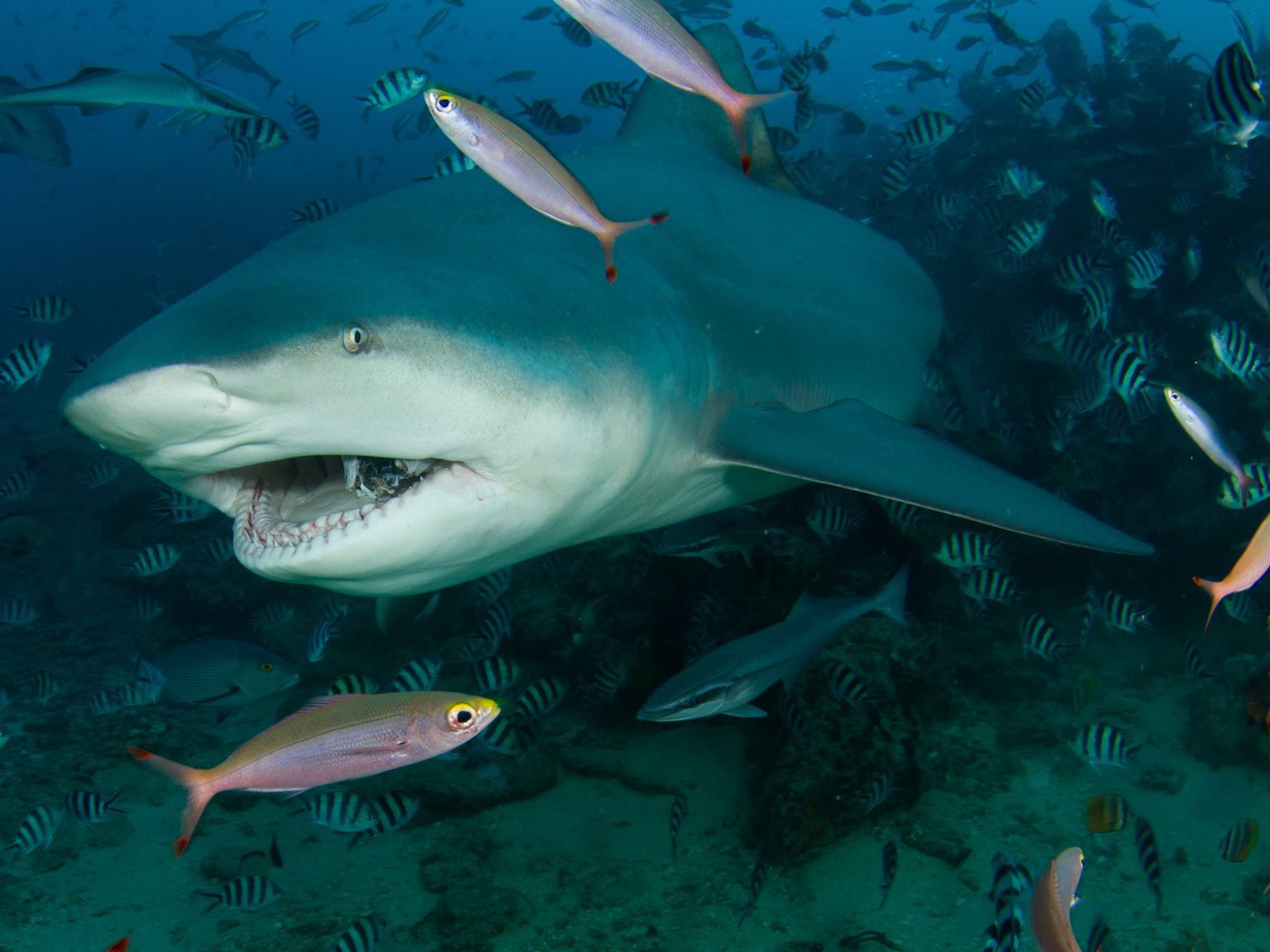 Trải nghiệm sân golf duy nhất có hồ cá mập hung tợn nguy hiểm nhất thế giới - 3
