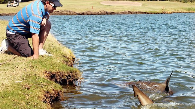 Trải nghiệm sân golf duy nhất có hồ cá mập hung tợn nguy hiểm nhất thế giới - 4
