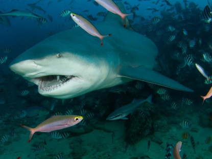 Du khảo - Trải nghiệm sân golf duy nhất có hồ cá mập hung tợn nguy hiểm nhất thế giới