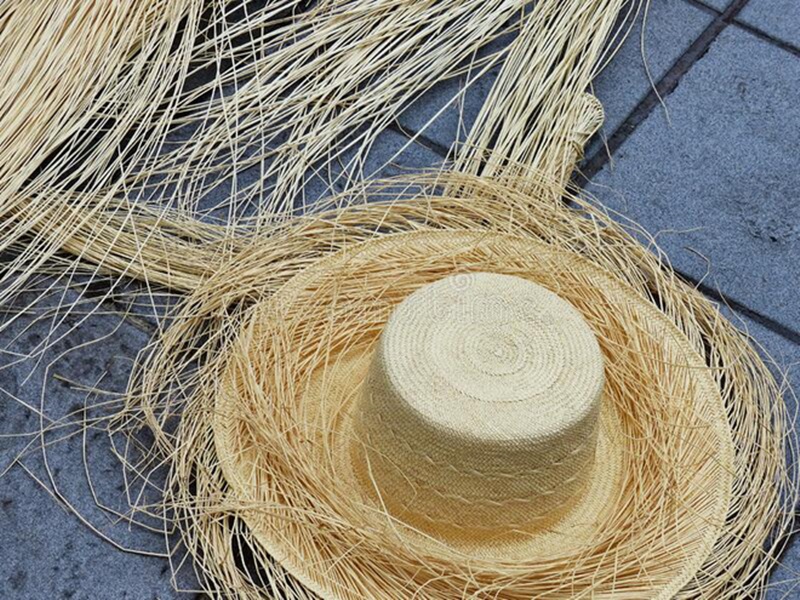 Loài cây kỳ lạ giống gói mì tôm được người Ecuador dùng làm nón  - 10