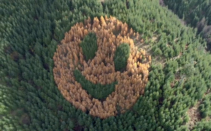 Khuôn mặt cười khổng lồ kỳ lạ chỉ xuất hiện giữa rừng vào mùa thu - 1
