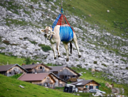 Chuyện hay - Những con bò được bay trên bầu trời Thụỵ Sĩ