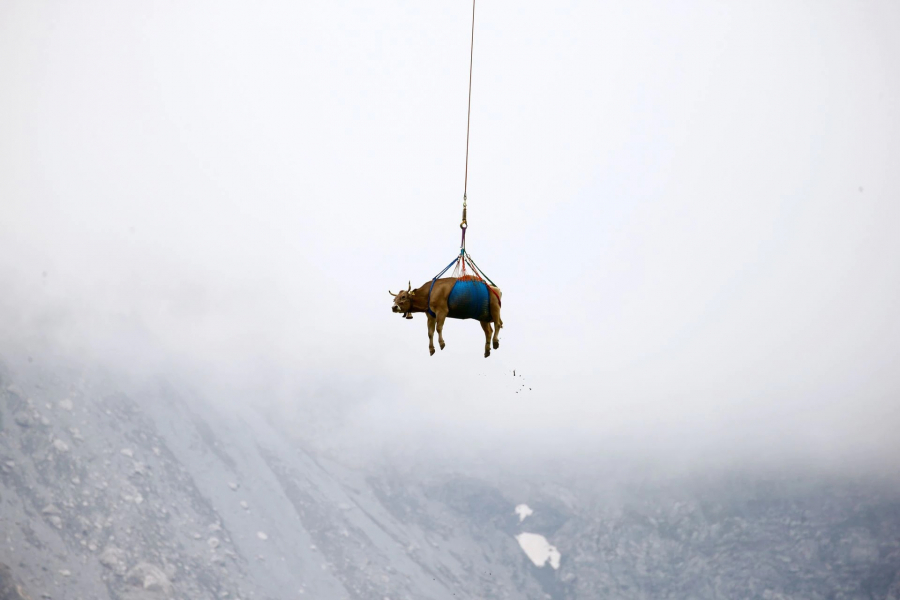 Những con bò được bay trên bầu trời Thụỵ Sĩ - 2