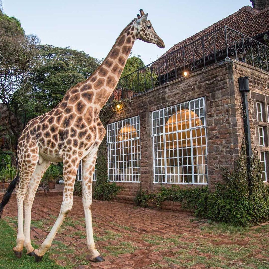 Khách sạn hươu cao cổ độc đáo ở Kenya - 13