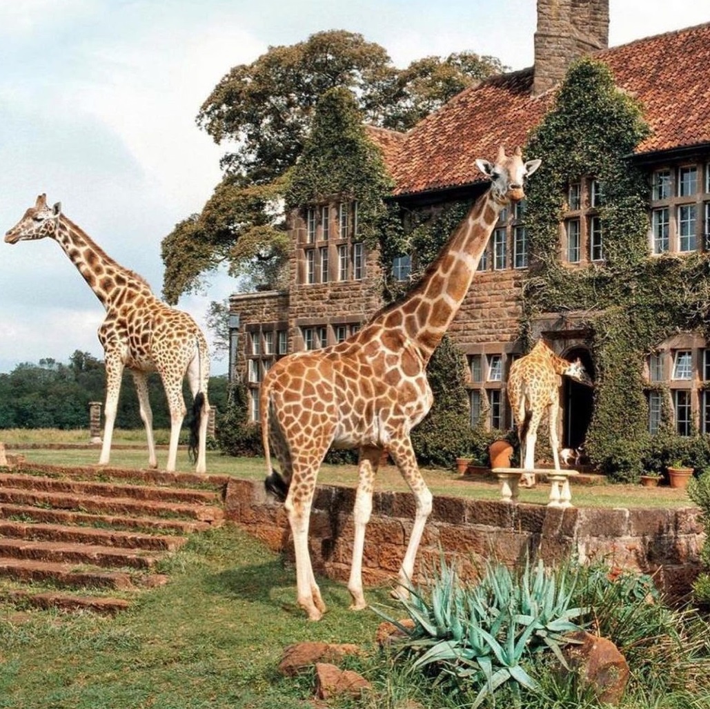 Khách sạn hươu cao cổ độc đáo ở Kenya - 4