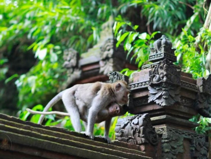 Chuyển động - Vắng khách du lịch, khỉ Bali vào nhà dân kiếm ăn