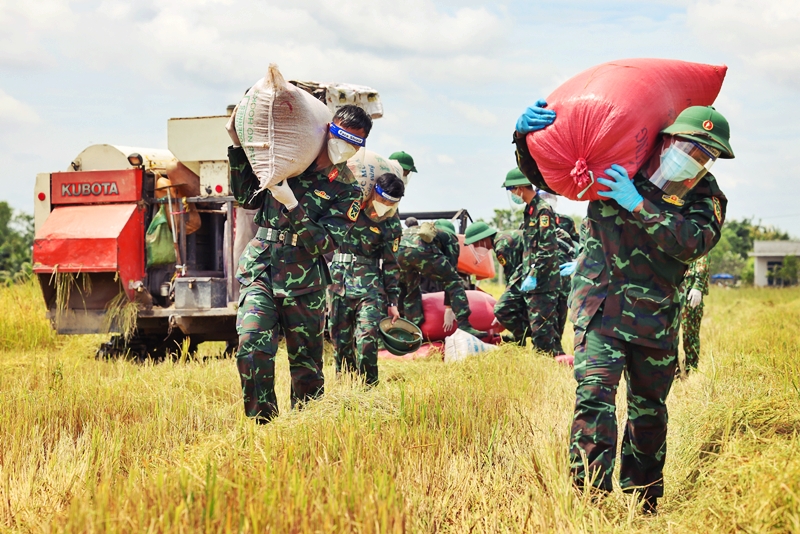 Bộ đội xuống ruộng vác lúa giúp người dân giữa mùa dịch - 7