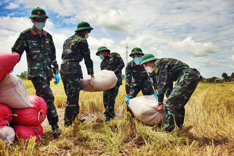 Bộ đội xuống ruộng vác lúa giúp người dân giữa mùa dịch - 6