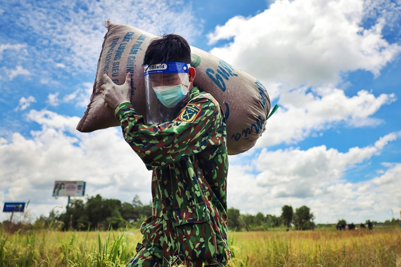 Bộ đội xuống ruộng vác lúa giúp người dân giữa mùa dịch - 10