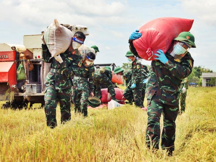 Bộ đội xuống ruộng vác lúa giúp người dân giữa mùa dịch