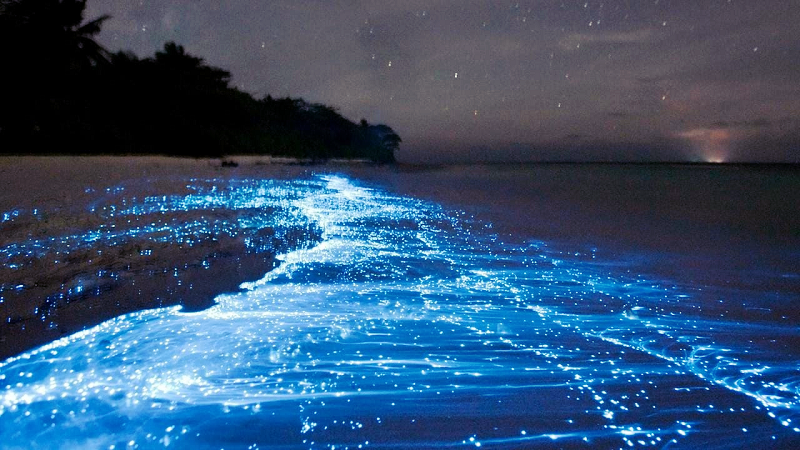 Bãi biển kỳ diệu phát ra ánh sáng xanh vào ban đêm ở Australia - 3