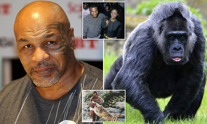 Chơi ngông như Mike Tyson: Lý do cho bảo vệ nhiều tiền để đánh nhau khỉ đột - 1