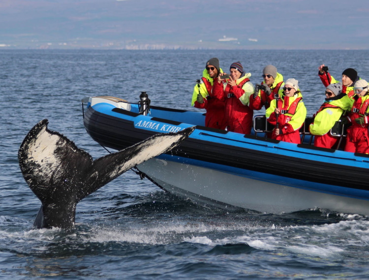 Tour độc đáo ngắm cá voi bảo vệ môi trường ở Iceland