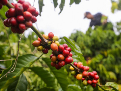 Chuyển động - Cà phê góp phần mở ra cơ hội phát triển mới cho du lịch nông nghiệp Việt Nam