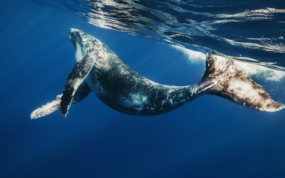 Tour độc đáo ngắm cá voi bảo vệ môi trường ở Iceland - 1