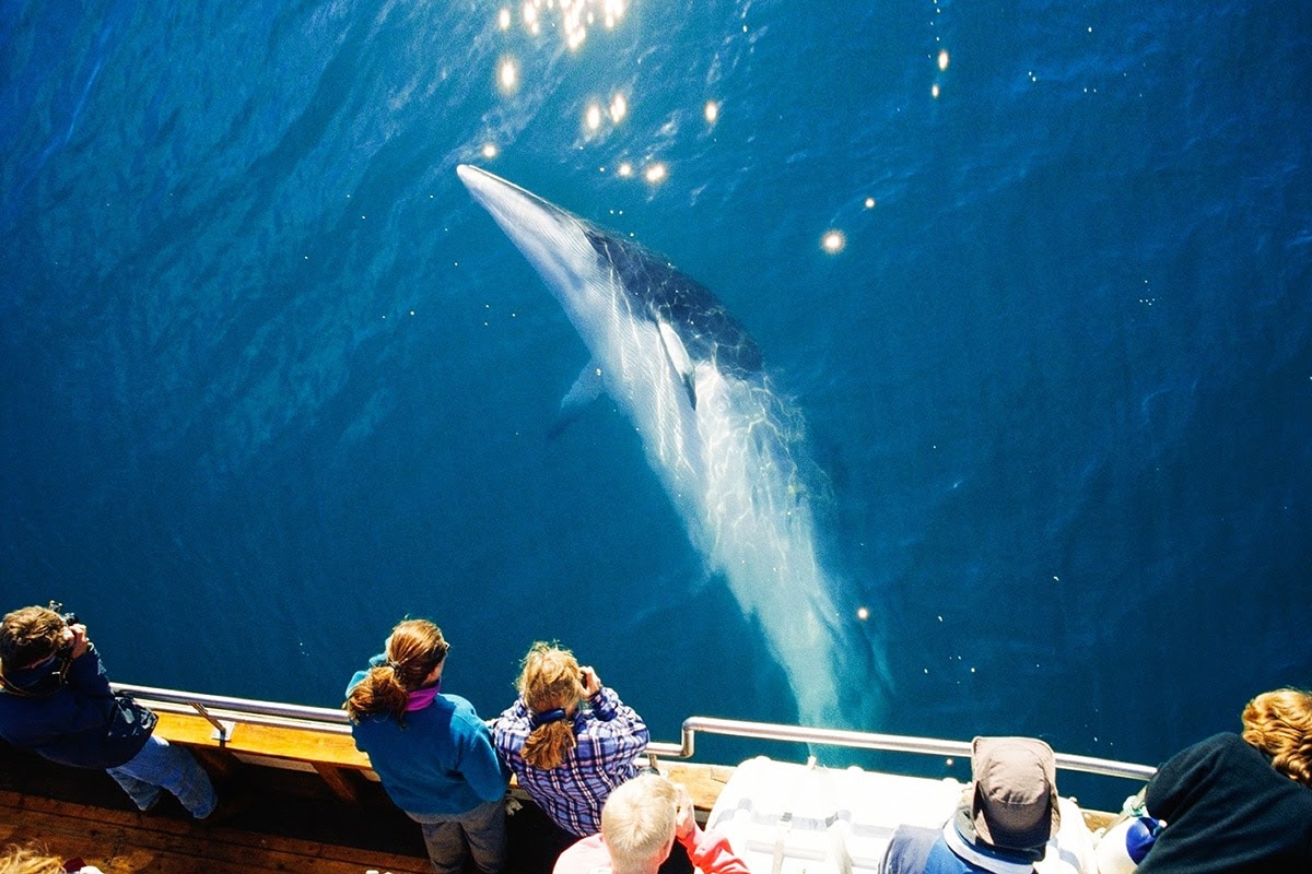 Tour độc đáo ngắm cá voi bảo vệ môi trường ở Iceland - 3