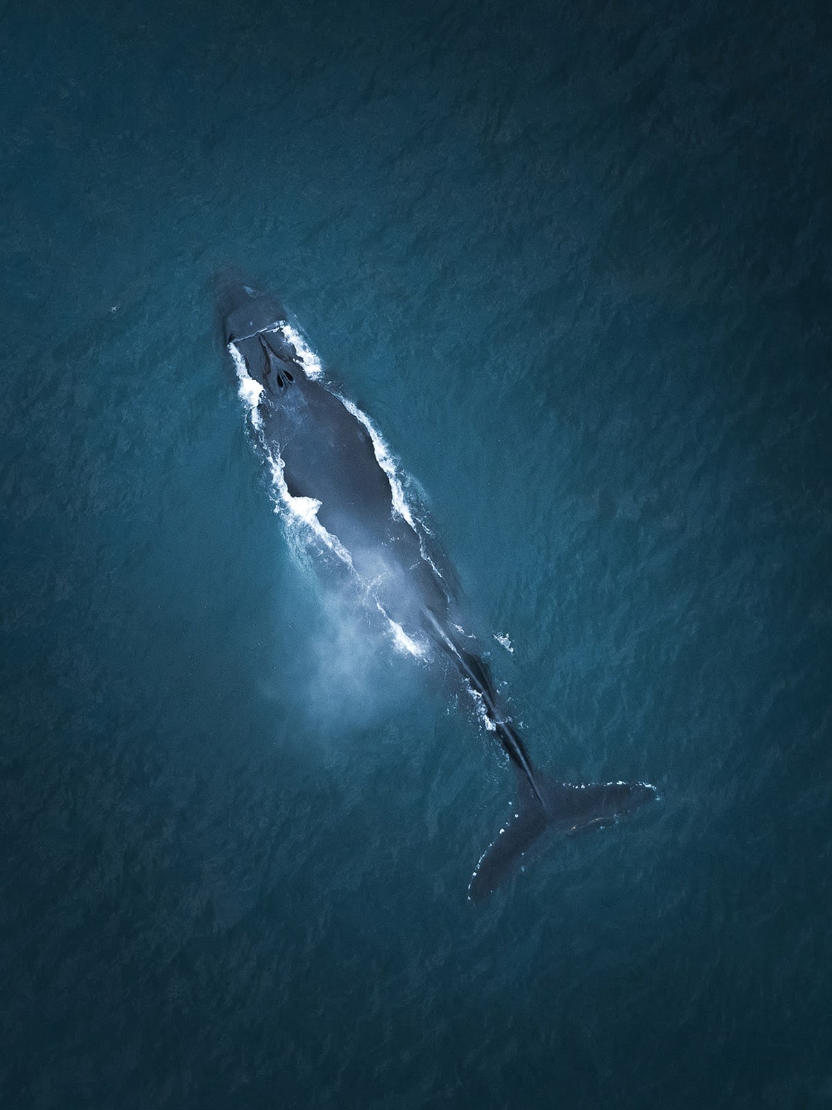 Tour độc đáo ngắm cá voi bảo vệ môi trường ở Iceland - 5