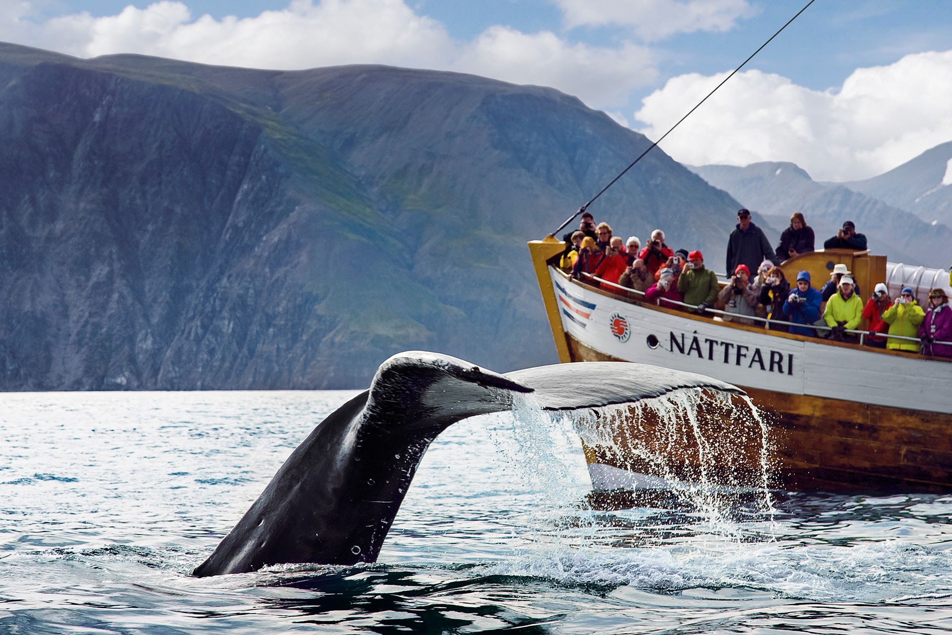 Tour độc đáo ngắm cá voi bảo vệ môi trường ở Iceland - 6