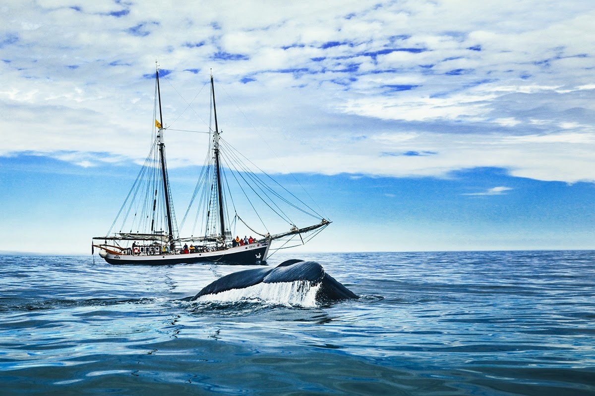 Tour độc đáo ngắm cá voi bảo vệ môi trường ở Iceland - 7