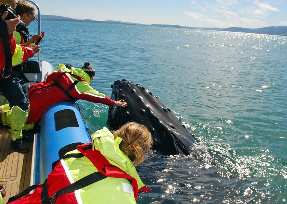 Tour độc đáo ngắm cá voi bảo vệ môi trường ở Iceland - 10