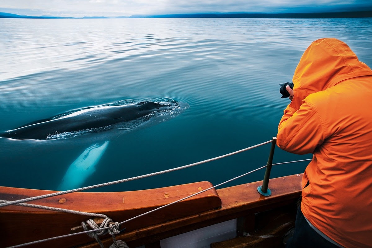 Tour độc đáo ngắm cá voi bảo vệ môi trường ở Iceland - 11