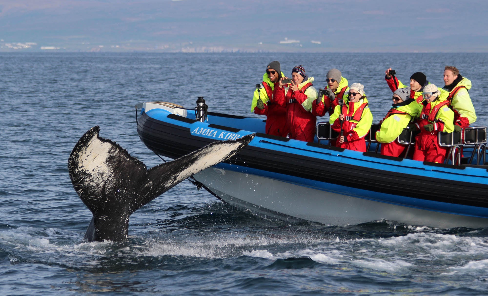 Tour độc đáo ngắm cá voi bảo vệ môi trường ở Iceland - 12