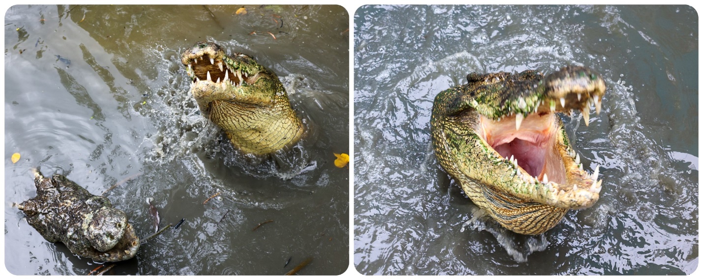 Du lịch Cần Giờ: Các y bác sĩ thích thú đi ca nô, câu cá sấu ở rừng ngập mặn - 11