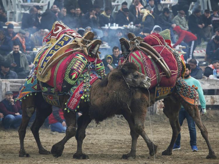 Lễ hội đấu vật lạc đà 2.400 năm tuổi ở Thổ Nhĩ Kỳ